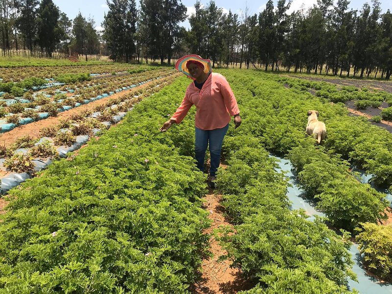Rose geranium plants growing on the iKETLE farm